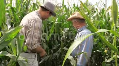 玉米生产领域两个农户的成熟度和地位检验